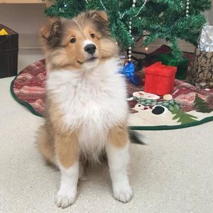 Meet your Posher, Alison